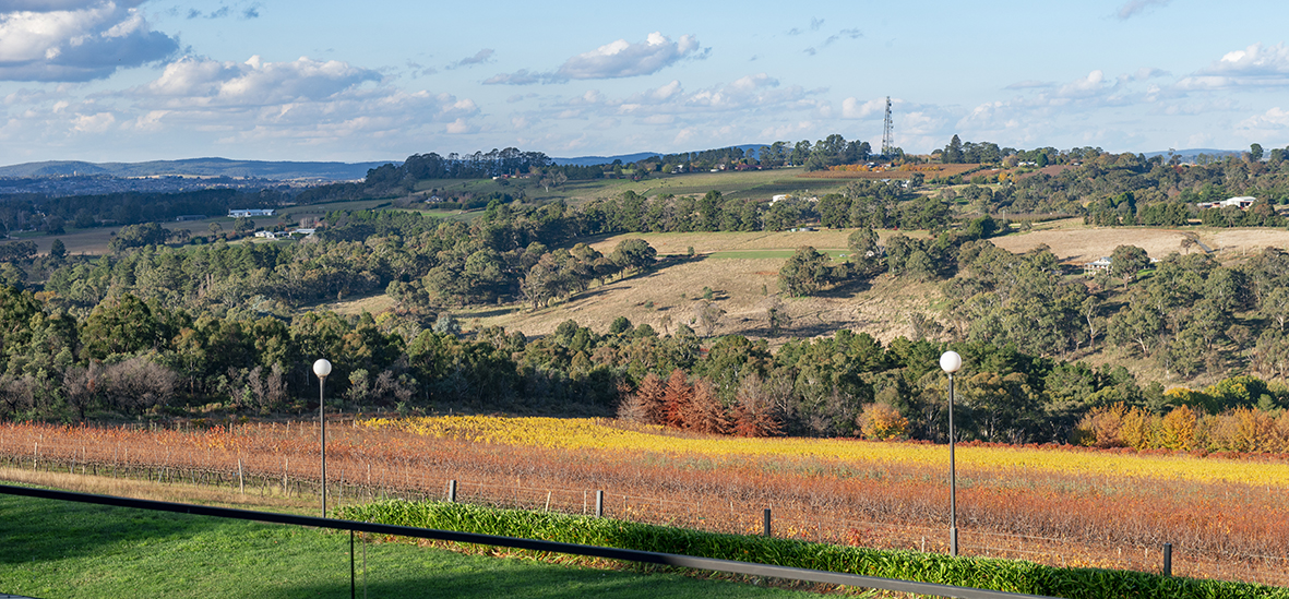 Borrodell vineyard